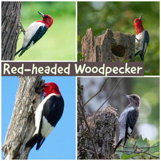Red-headed Woodpecker